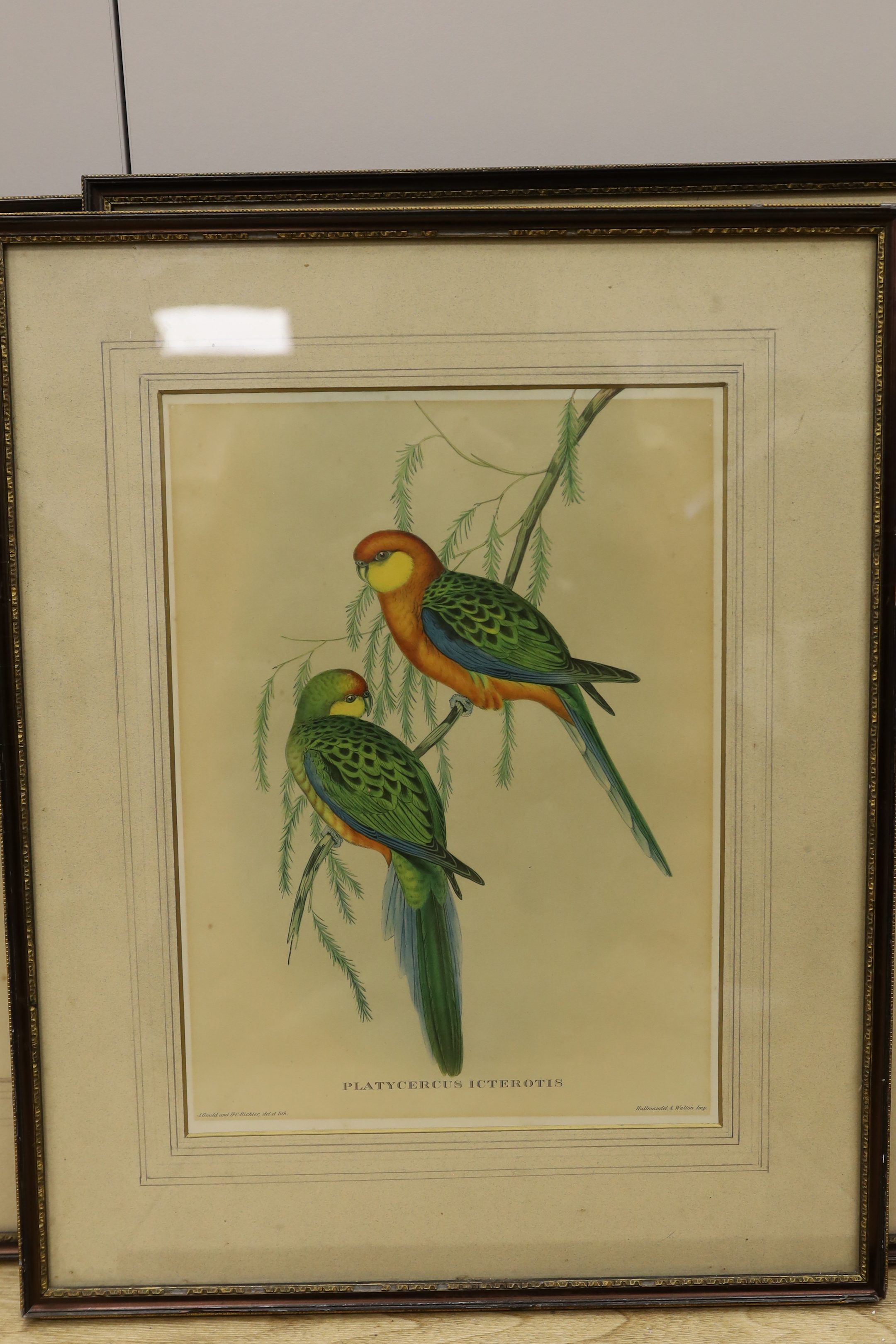 After J Gould (1804-1881) and H. C. Richter (1821-1902), set of five zoological colour lithographs, Birds including Trogon Collaris and Euspiza Luteola, each 37 x 27cm
